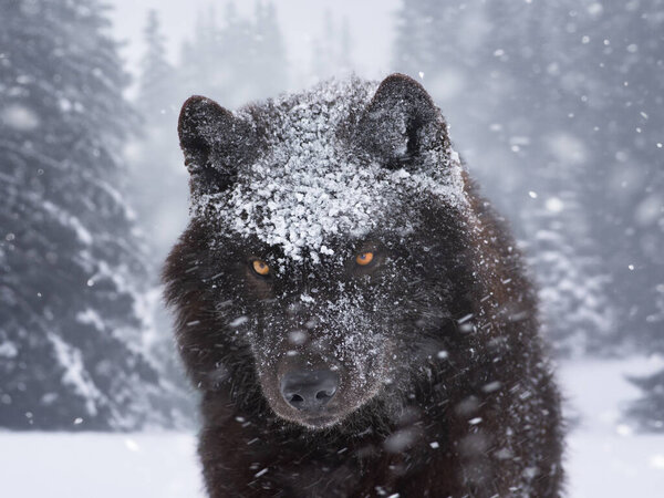 Канадский волк, идущий через лес во время снегопада