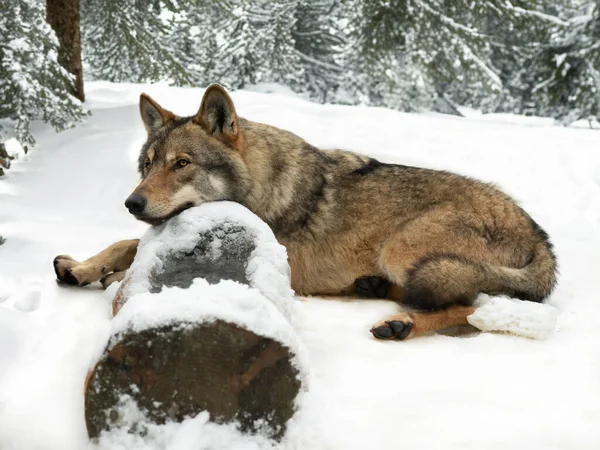 Träumender Wolf Liegt Winter Auf Einem Baumstamm Wald — Stockfoto