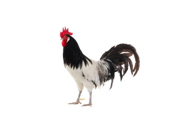白い背景に孤立したレイクエンフェルダーの鶏 — ストック写真