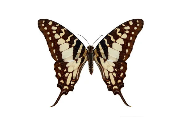 Large Striped Swordtail Graphium Antheus Isolated White Background — Stock Photo, Image