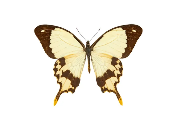 Africký Polylowtail Papilio Dardanus Izolované Bílém Pozadí — Stock fotografie