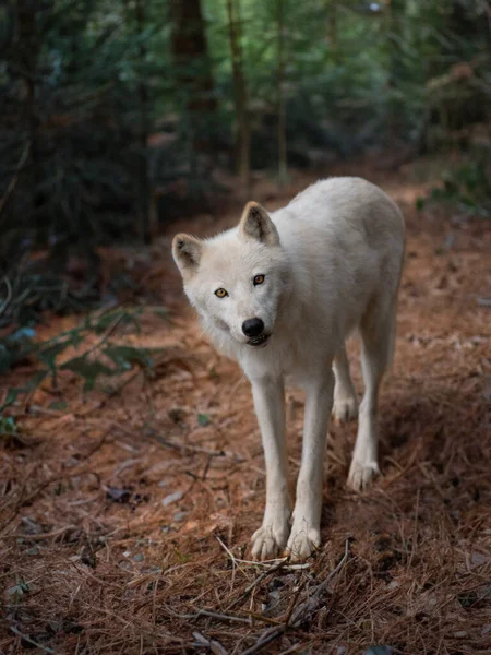 Летом Арктический Белый Волк Стоит Фоне Леса — стоковое фото