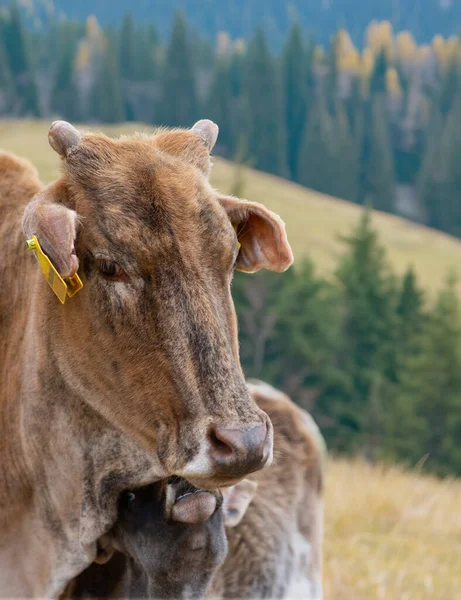 Vaca Com Bebê Pasto Nas Montanhas Contra Pano Fundo Uma — Fotografia de Stock
