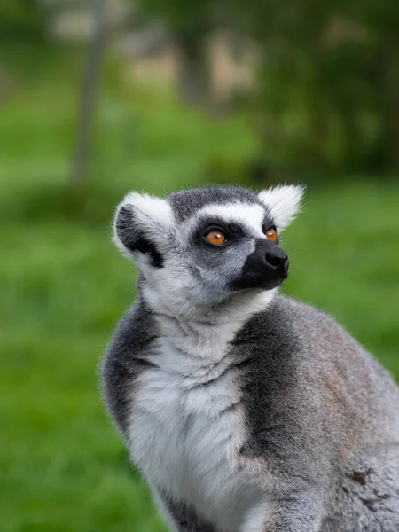 Retrato Lémur Sobre Fondo Verde Con Ojos Expresivos — Foto de Stock
