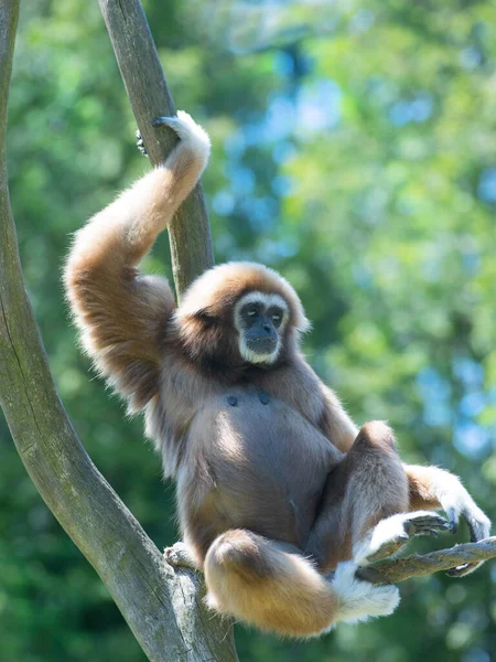 Gibbon Lar Assis Sur Arbre Sur Fond Vert — Photo