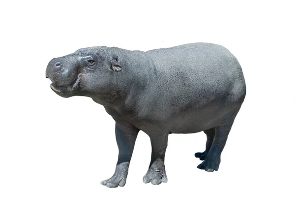Pygmy Hippopotamus Isolated White Background — Fotografia de Stock