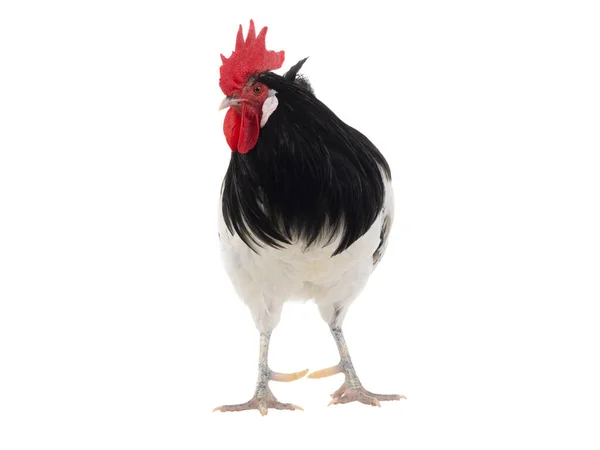白い背景に孤立したレイクエンフェルダーの鶏 — ストック写真