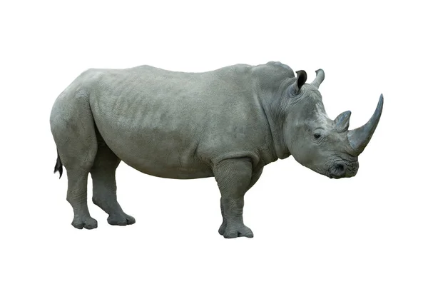 Bílý Nosorožec Izolovaných Bílém Pozadí — Stock fotografie