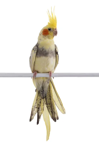 Papageienkorella Isoliert Auf Weißem Hintergrund — Stockfoto