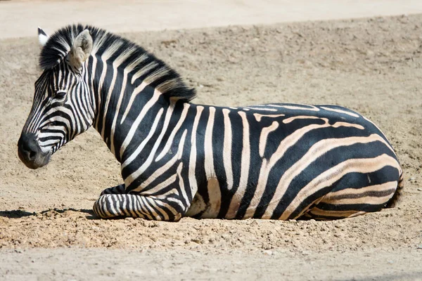 Zebra Lying Ground — Stock Photo, Image