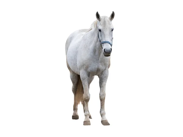 Cavalo Puro Sangue Branco Isolado Fundo Branco — Fotografia de Stock