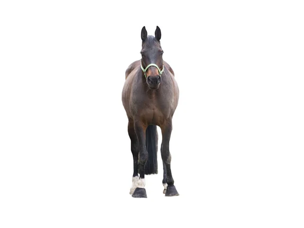 白地に隔離された褐色のサラブレッドの馬 — ストック写真