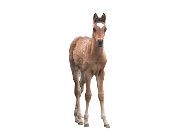 白い背景の茶色の馬 — ストック写真