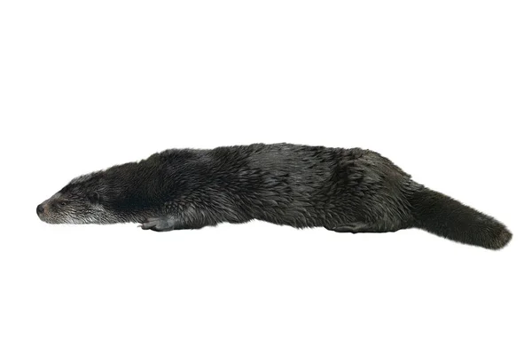 Otter Geïsoleerd Witte Achtergrond — Stockfoto