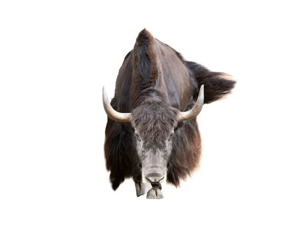 Standing Yak Isolated White Background — Foto Stock