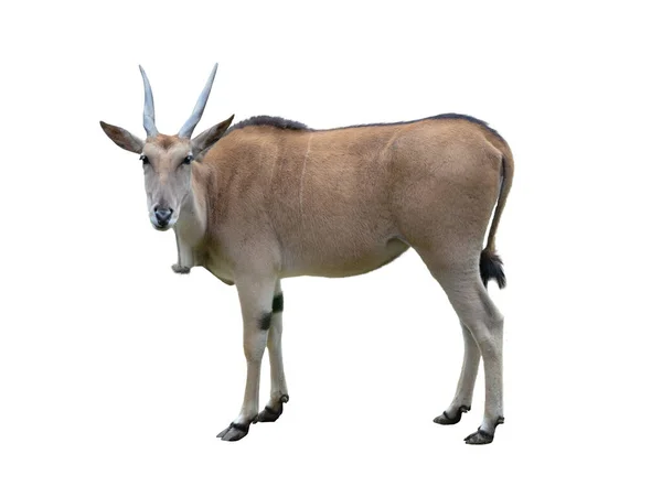 Eland Antilope Geïsoleerd Witte Achtergrond — Stockfoto