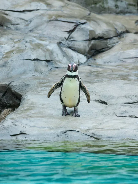Schöner Pinguin Geht Dem Wasser Entgegen — Stockfoto