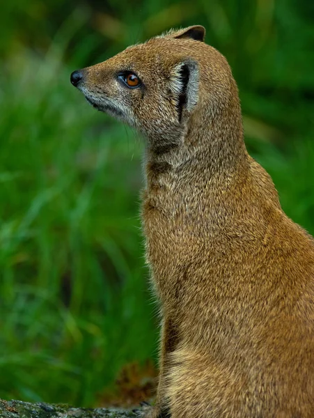 Portrait Yellow Mongoose Green Blurred Background — Stock Photo, Image