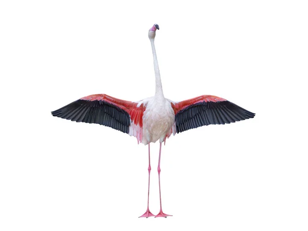 Rózsaszín Flamingó Kiterjesztett Szárnyakkal Elszigetelt Fehér Alapon — Stock Fotó