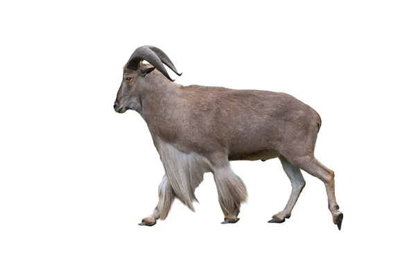 Berberi Koyunu Beyaz Arka Plan Üzerinde Izole — Stok fotoğraf