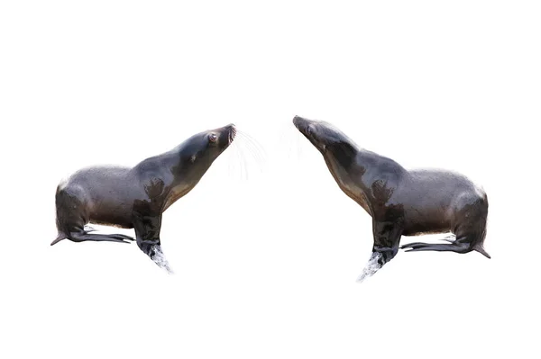 two sea lions isolated on a white background