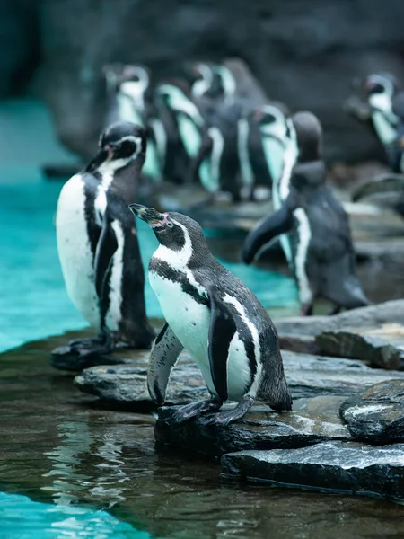 Stehender Pinguin Auf Dem Hintergrund Des Poolpinguins — Stockfoto