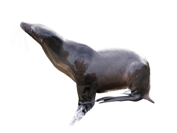 Sea Lion Geïsoleerd Witte Achtergrond — Stockfoto