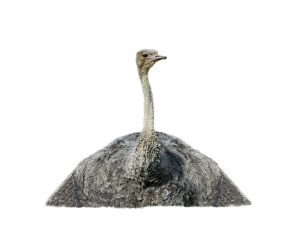Afrikaanse Struisvogel Geïsoleerd Witte Achtergrond — Stockfoto