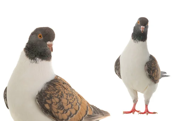 Two German Modena Pigeon Isolated White Background — Stockfoto