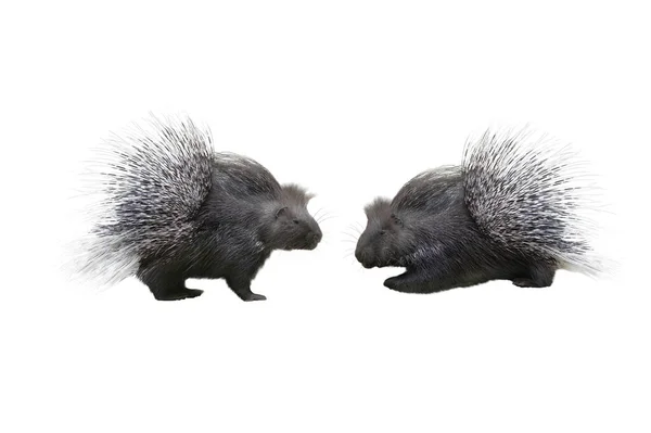 Two Porcupine Isolated White Background — Stock Photo, Image
