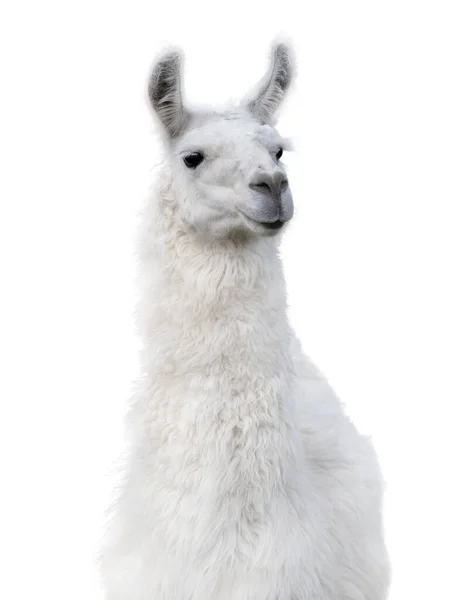 Portret Lama Izolowany Białym Tle — Zdjęcie stockowe