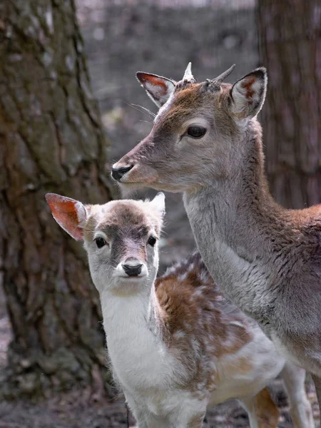 Ciervos Pequeños Ciervos Madre Pie Contra Telón Fondo Del Bosque — Foto de Stock