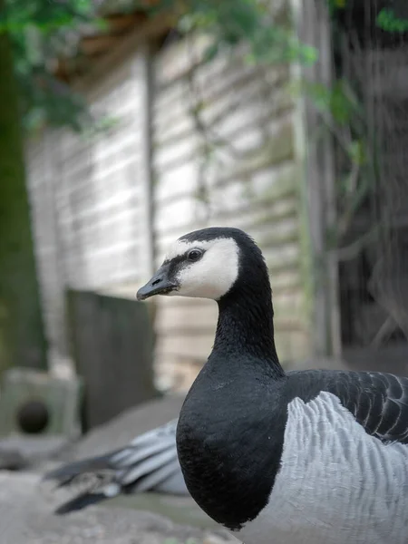 Portrait Barnacle Goose Natural Setting Royalty Free Stock Photos