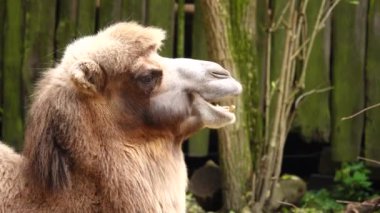 Doğal yaşam alanında deve portresi. Çiğneme devesi.