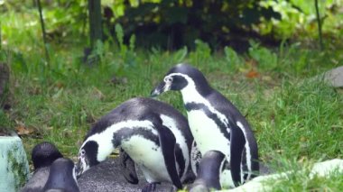 Penguenler yeşil çimlerin üzerinde dururlar