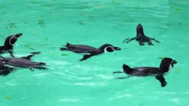 Penguenler mavi sularda yüzer ve oynarlar.