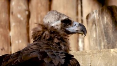 Cinereous scorture (Aegypius monachus) portresi