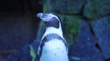 Taşların arka planında yakın plan penguen