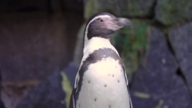 Taşların arka planında yakın plan penguen