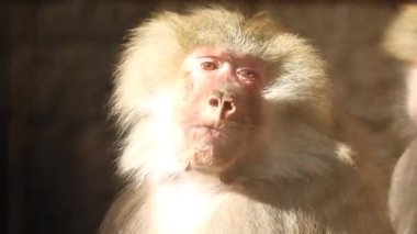 hamadryas babun (papio hamadryas) erkek portresi