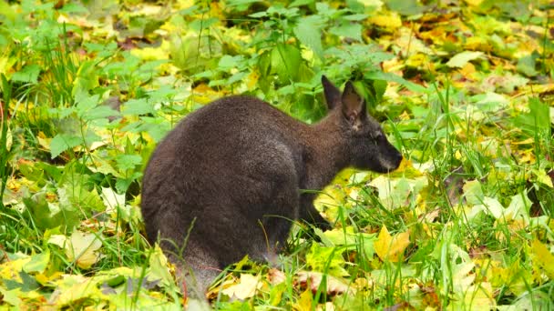 红颈袋鼠吃黄绿色叶子上的草 — 图库视频影像