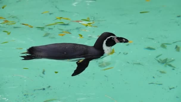企鹅游蓝色的水 慢动作 — 图库视频影像