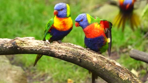Regenbogenlorikeets Loriini Vogel Sitzen Auf Einem Ast Natürlichem Lebensraum Natürlicher — Stockvideo