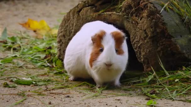 Funny Guinea Pig Eating Grass Natural Habitat — Stock Video