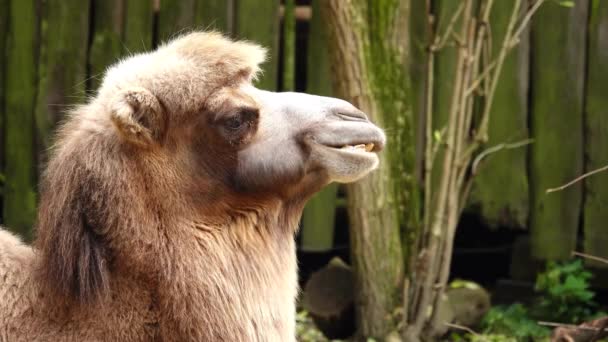 Kamelenportret Natuurlijke Habitat Kauw Kameel Slow Motion — Stockvideo