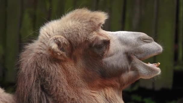Camel Portrait Natural Habitat Chewing Camel Slow Motion — Stock Video