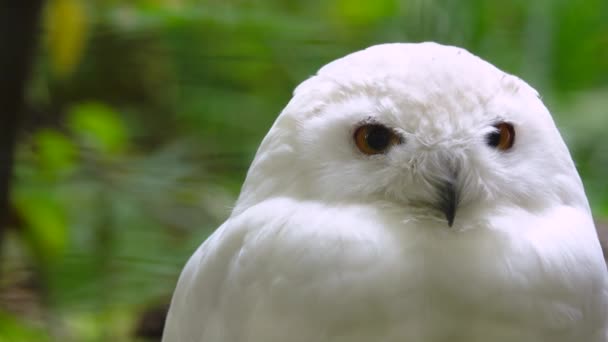 Potret Burung Hantu Bersalju Kepala Burung Hantu Putih Berbelok — Stok Video