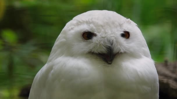 Potret Burung Hantu Bersalju Kepala Burung Hantu Putih Berbelok — Stok Video