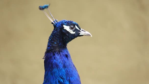 Peacock Portrait Beige Background — Stock Video