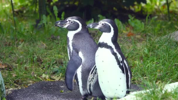 Два Пінгвіни Стоять Фоні Зеленої Трави — стокове відео